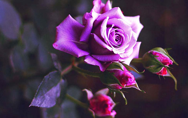 Ý nghĩa của hoa hồng màu tím trong tình yêu và cuộc sống
